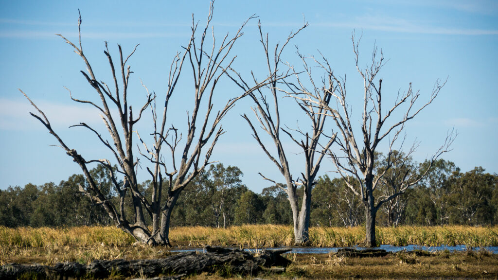 Wetlands of the Macquarie Marshes. © Tim Ralph.