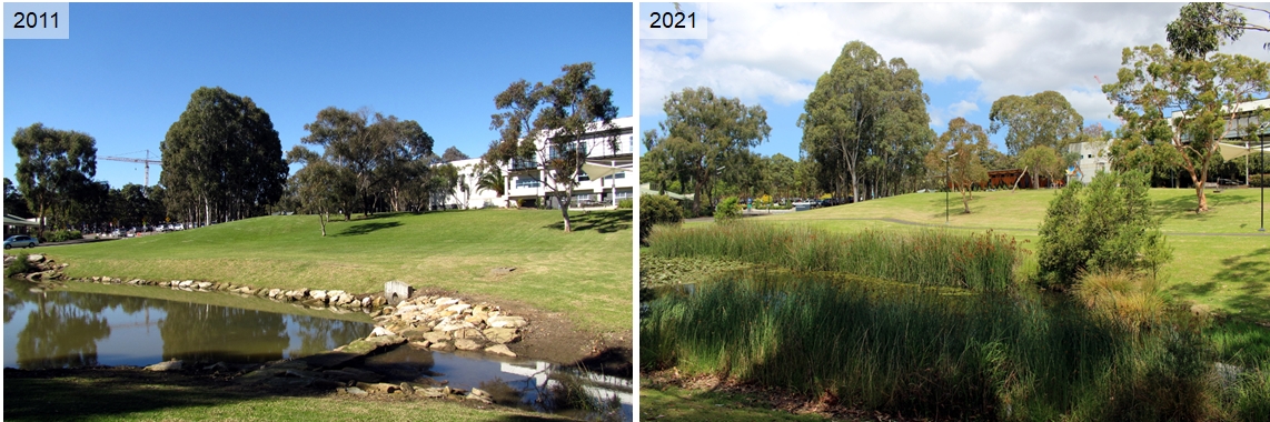 Mars Creek wetland rehabilitation, Macquarie University, 2011-2021. © John Macris.